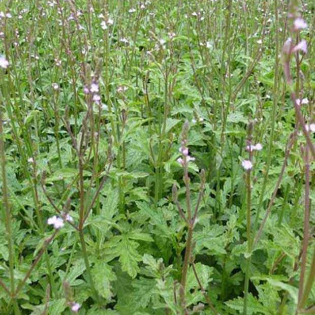 Verveine officinale - Verbena officinalis - Plantes