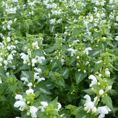 3 Lamiers maculés Album - Lamium maculatum album - Plantes