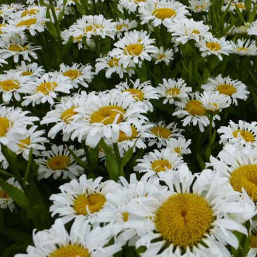 Marguerite d'été Lacrosse - Leucanthemum superbum lacrosse - Plantes