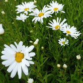 3 Marguerites d'été Polaris - Willemse