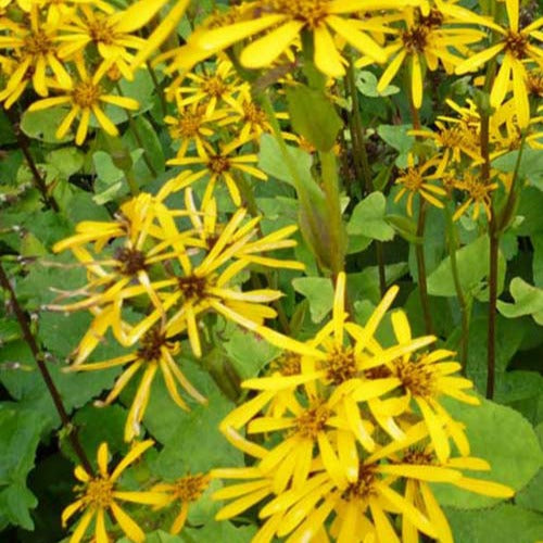 Ligulaire hessei - Ligularia hessei - Plantes