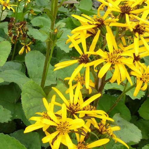 Ligulaire Gregynog Gold - Ligularia hessei gregynog gold - Plantes