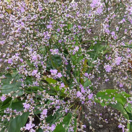 3 Statice vivace - Limonium gerberi - Plantes