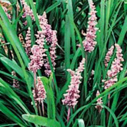 Liriope spicata - Liriope spicata - Plantes