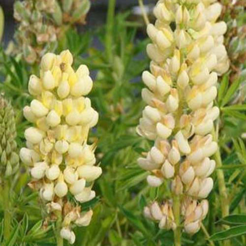 3 Lupins Chandelier - Lupinus chandelier - Plantes