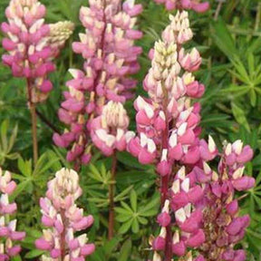 3 Lupins La Chateleine - Lupinus the chatelaine - Plantes