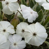 3 Coquelourdes des jardins blanches - Willemse