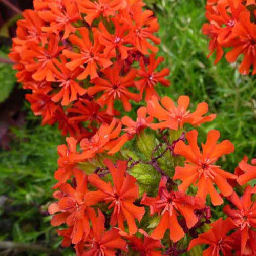 3 Croix de Jérusalem Morgenrot - Lychnis chalcedonica - Plantes