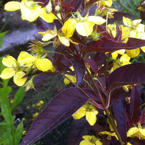 Lysimaque ciliée Firecracker - Lysimachia ciliata firecracker - Plantes