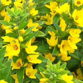 3 Lysimaques ponctuées - Lysimachia punctata - Plantes