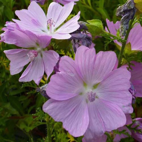 3 Mauves musquées Rosea - Malva moschata rosea - Plantes