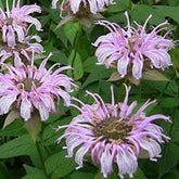 Monarde bradburiana Bergamote sauvage - Monarda bradburiana - Plantes