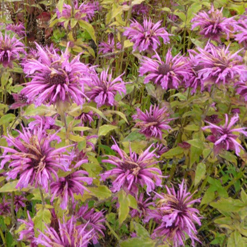 3 Monardes Aquarius - Monarda aquarius - Plantes