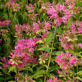 3 Monardes Marshall's Delight - Monarda marshalls delight - Plantes