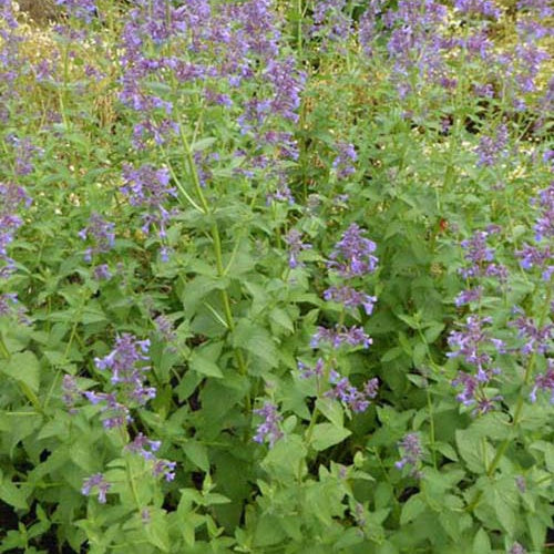 Nepeta à grandes fleurs Dawn To Dusk - Nepeta grandiflora dawn to dusk - Plantes