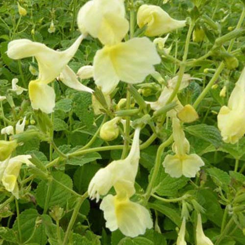 Nepeta jaune - Nepeta govaniana - Plantes