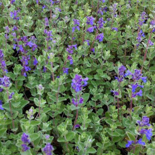 3 Nepetas mussinii - Nepeta mussinii - Plantes