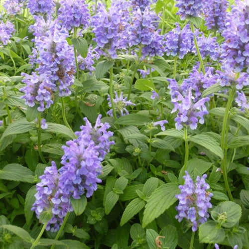 3 Nepetas nervurées - Nepeta nervosa - Plantes