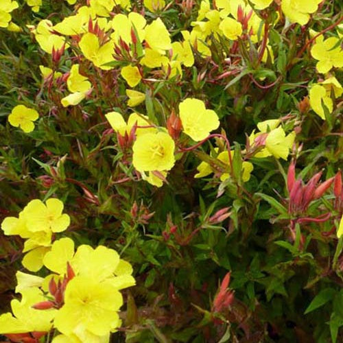 Oenothère Erica Robin - Onagre - Oenothera fruticosa erica robin - Plantes