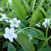 Petite bourrache blanche - Omphalodes verna alba - Plantes