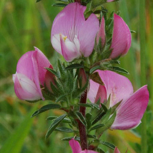 Bugrane épineuse - Ononis spinosa - Plantes