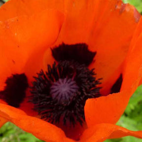 3 Pavots d'Orient Brilliant - Papaver orientale brilliant - Plantes