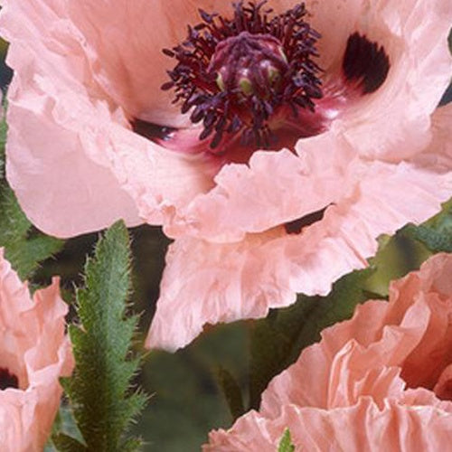 Pavot d'Orient Mrs Perry - Papaver orientale mrs perry - Plantes vivaces