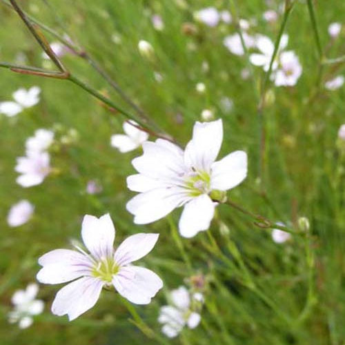 3 Œillets des rochers - Petrorhagia saxifraga - Plantes