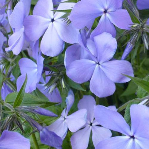 Phlox divariqué Blue Moon - Phlox blue moon - Plantes