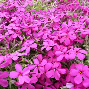 3 Phlox nain de Douglas Crackerjack - Phlox crackerjack - Plantes