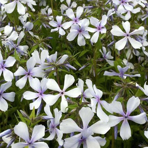 Phlox divaricata Dirigo Ice - Phlox divaricata dirigo ice - Plantes