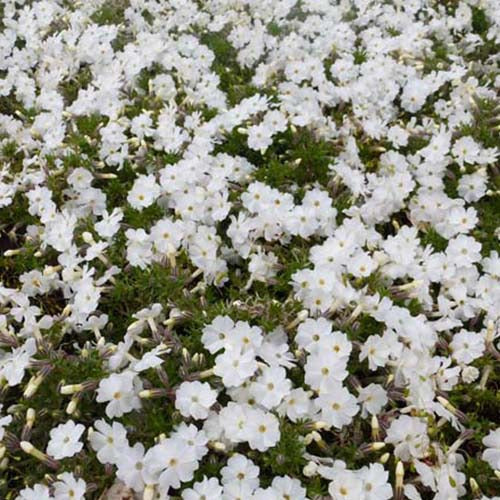 3 Phlox nain White Admiral - Phlox douglasii white admiral - Plantes