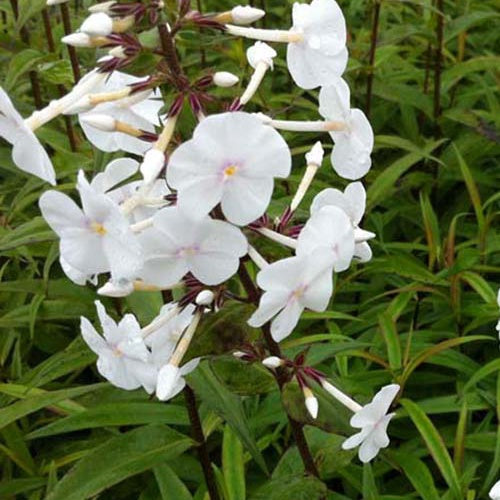 3 Phlox maculé Omega - Phlox maculata omega - Plantes