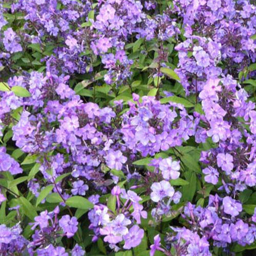 Phlox paniculé Blue Paradise - Phlox paniculata blue paradise - Plantes