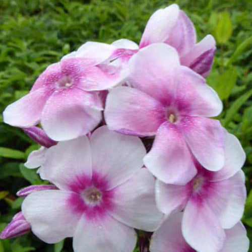 3 Phlox paniculé Europa - Phlox paniculata europa - Plantes