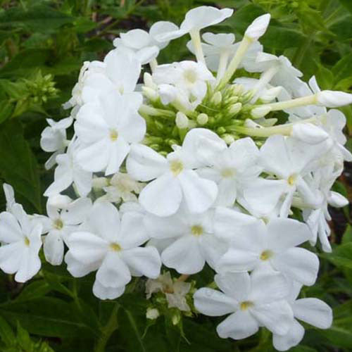 3 Phlox paniculé Fujiyama - Phlox paniculata fujiyama - Plantes