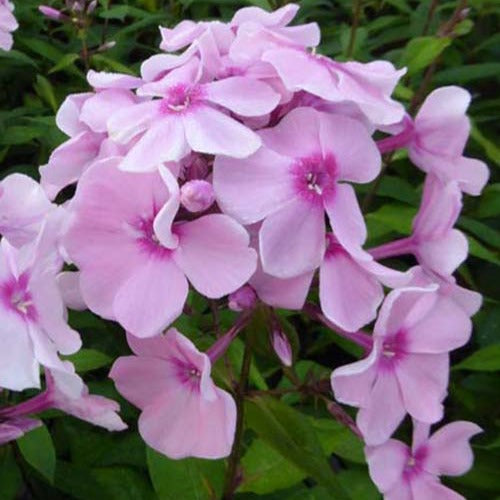 Phlox paniculé Rosa Pastell - Phlox rosa pastell - Plantes