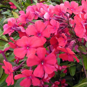 3 Phlox paniculé Starfire - Phlox paniculata starfire - Plantes