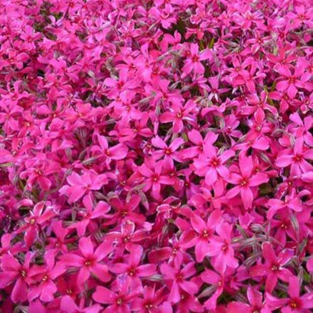 3 Phlox mousse Atropurpurea - Phlox subulata atropurpurea - Plantes