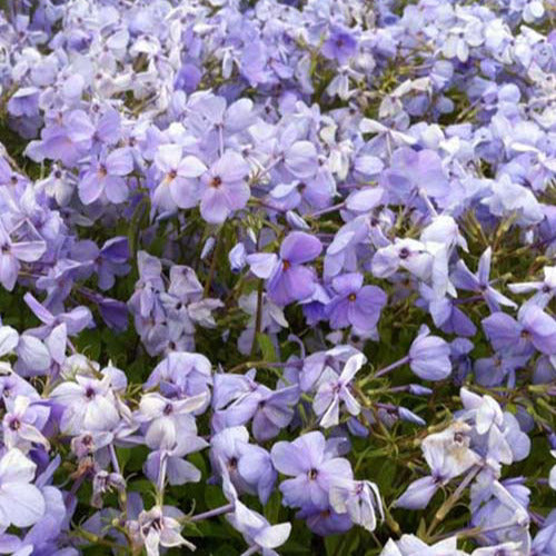 3 Phlox rampant Blue Ridge - Phlox stolonifera blue ridge - Plantes