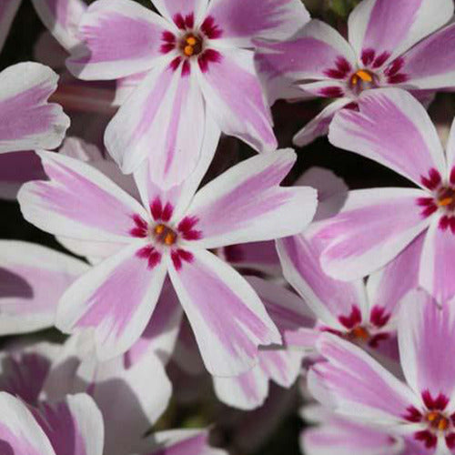 3 Phlox mousse Candy Stripes - Phlox subulata candy stripes - Plantes