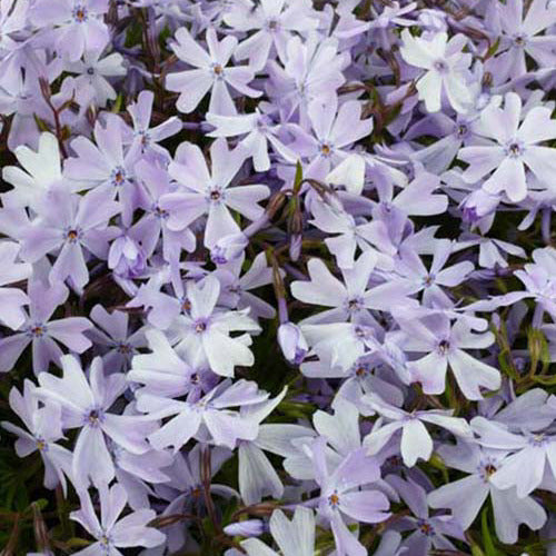 3 Phlox mousse Emerald Cushion Blue - Phlox subulata emerald cushion blue - Plantes