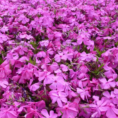 3 Phlox mousse McDaniel's Cushion - Phlox subulata mcdaniels cushion - Plantes