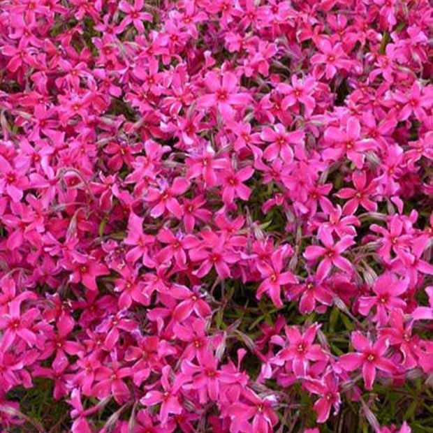 3 Phlox mousse Scarlet Flame - Phlox subulata scarlet flame - Plantes