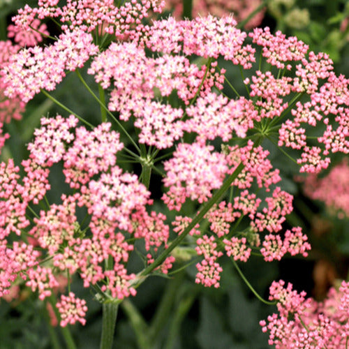 Grand boucage à fleurs roses - Pimpinella major rosea - Plantes