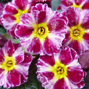 Primevère Dark Rosaleen - Primula dark rosaleen - Plantes