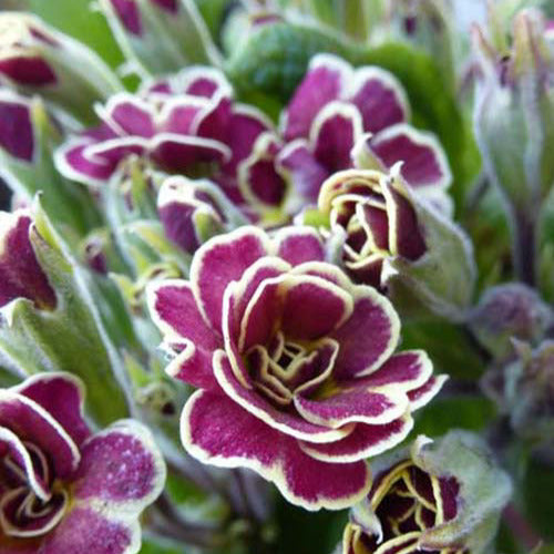 Primevère Elizabeth Killelay - Primula elizabeth killelay - Plantes