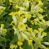 3 Primevère officinale Coucou - Primula veris - Plantes