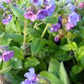 Pulmonaire Azurea - Pulmonaria angustifolia azurea - Plantes