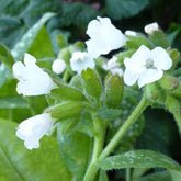 Pulmonaire officinale Sissinghurst White - Pulmonaria officinalis sissinghurst white - Plantes